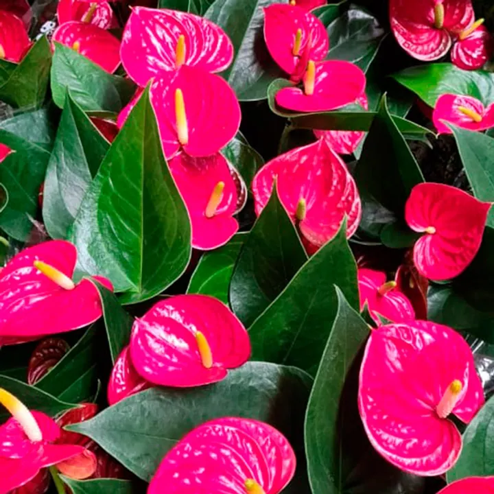 Antúrios para revenda e exposição em garden center
