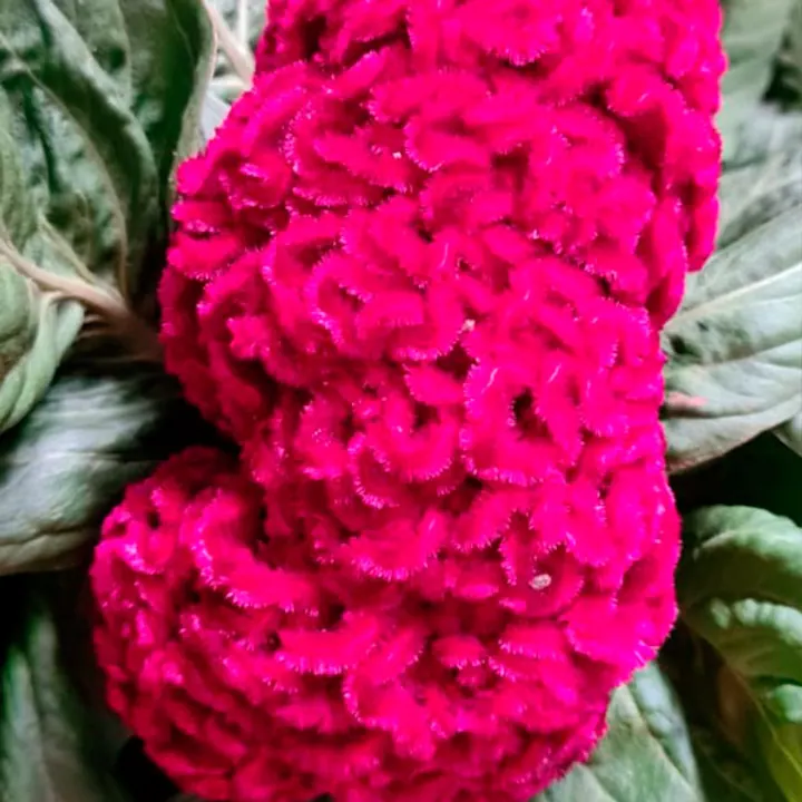 Celósias rosa para mix de plantas ornamentais