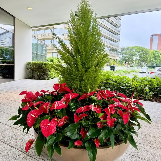 Arranjo com antúrios e plantas ornamentais para decoração de shopping e ambiente comercial