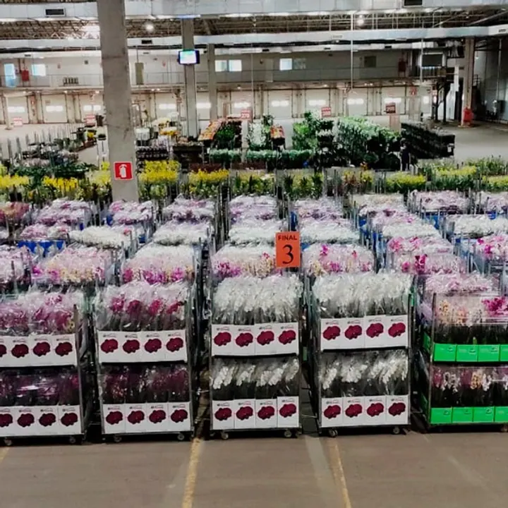 Flores de corte no Veiling Holambra separadas por carrinhos