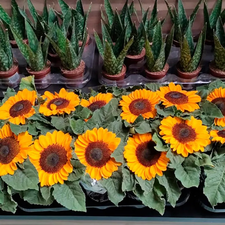 Girassóis e flores de vaso para campanhas de venda
