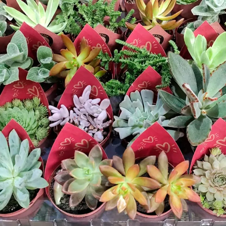 Mini plantas e suculentas para presentes e exposição