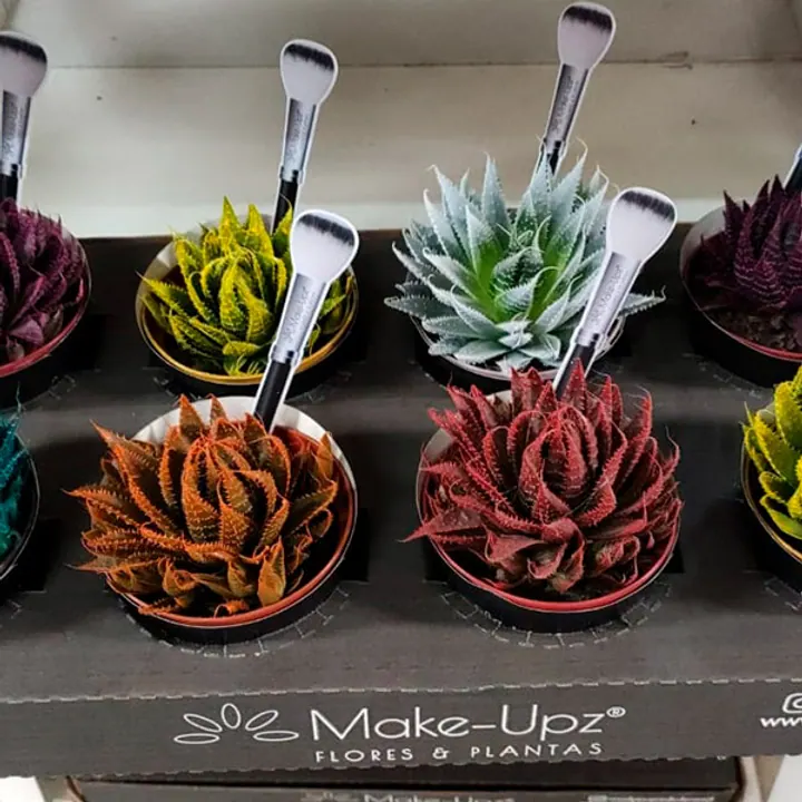 Plantas especiais para revenda com diferenciação de mix
